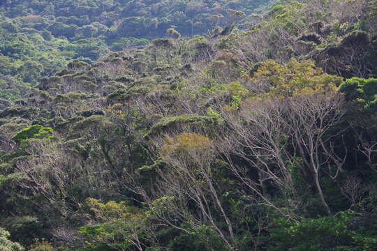 Image of Castanopsis sieboldii (Makino) Hatus.