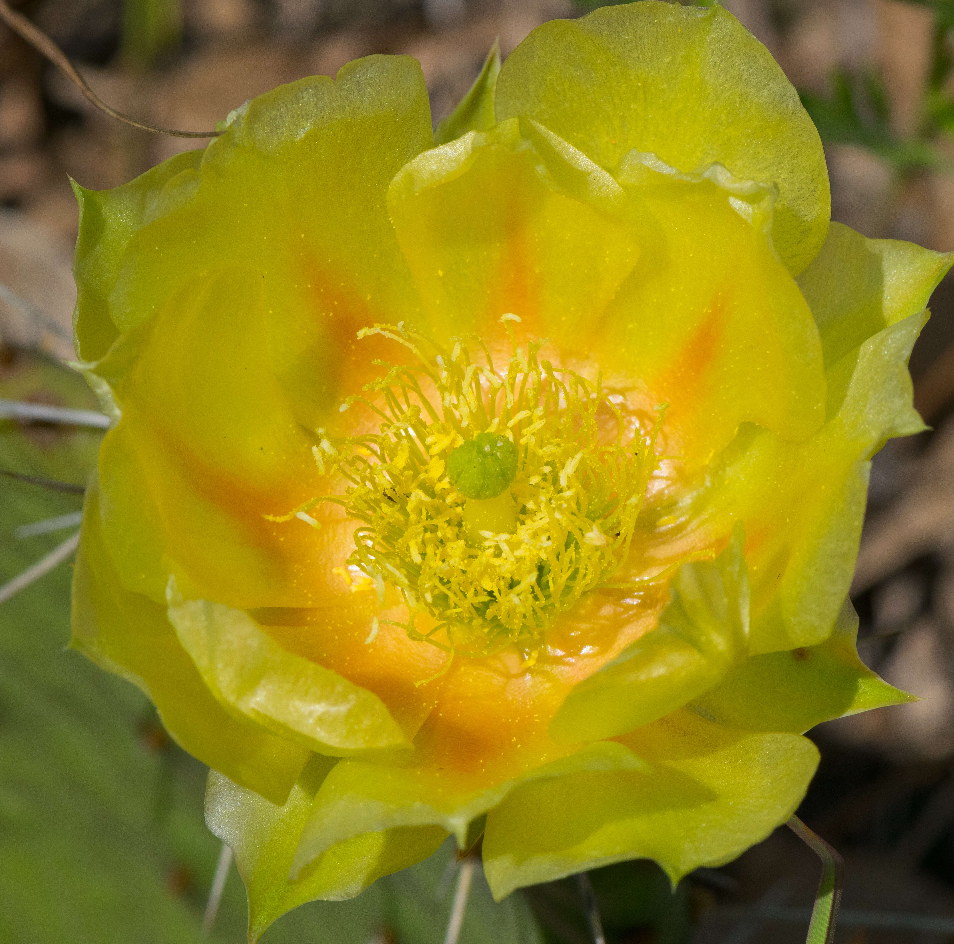 Image of Eastern Prickly Pear