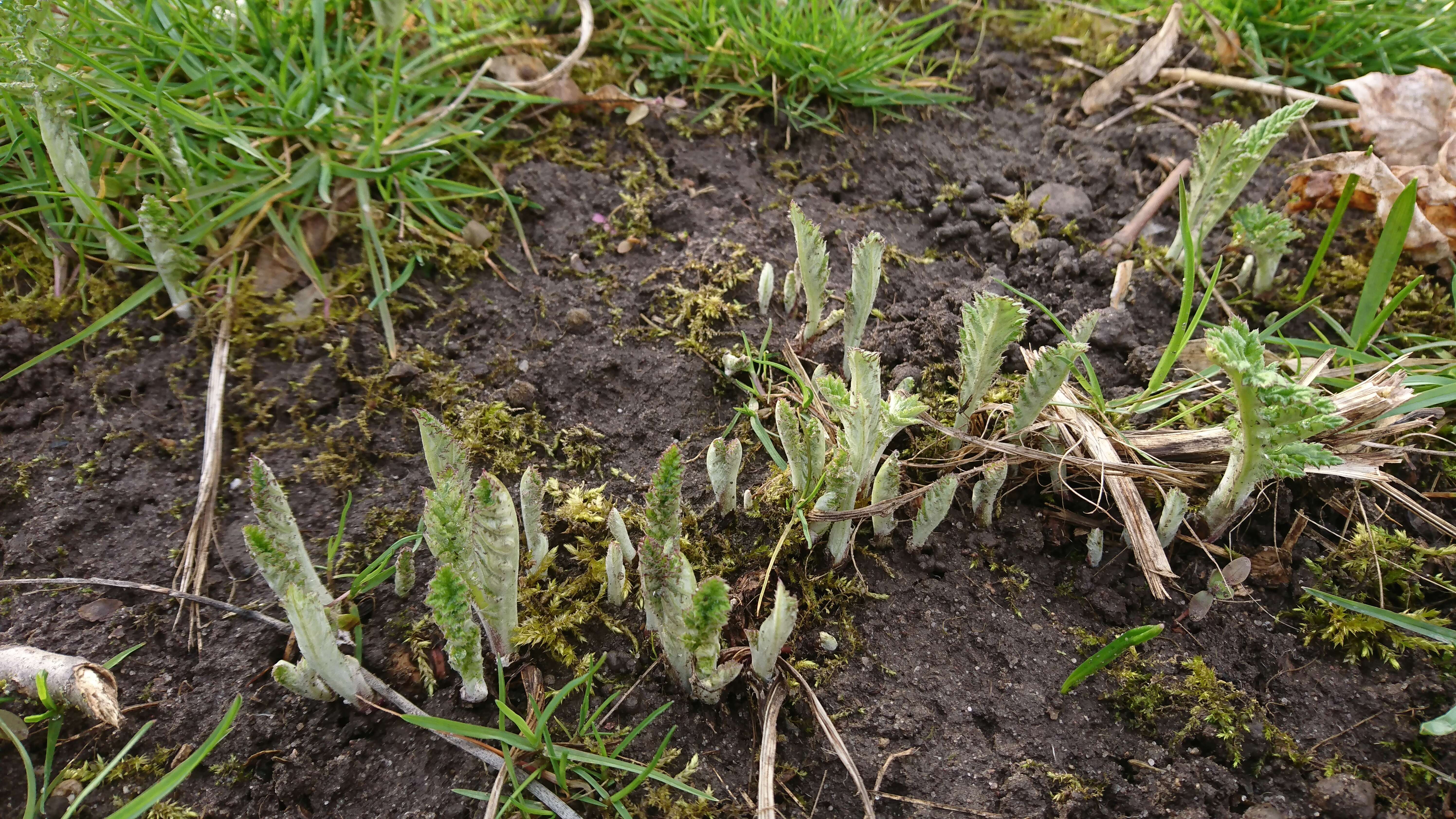 Image of tall globethistle