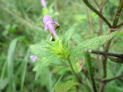 Image of Common hemp nettle