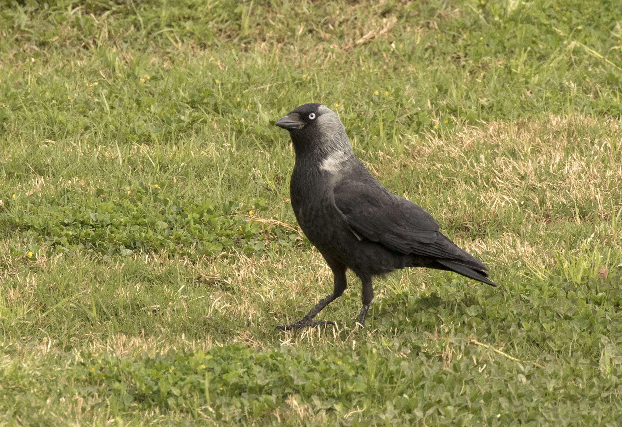 Image of Eurasian Jackdaw