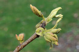 Image of bitternut hickory