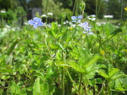 Image of bird's-eye speedwell