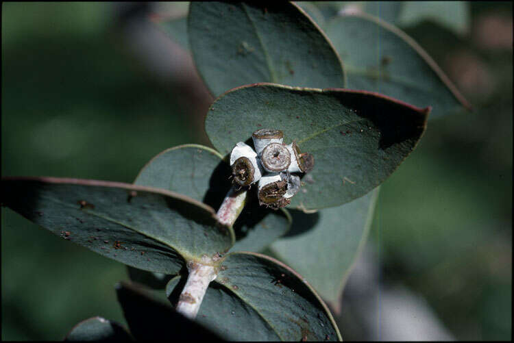 Image of Eucalyptus sturgissiana L. A. S. Johnson & Blaxell