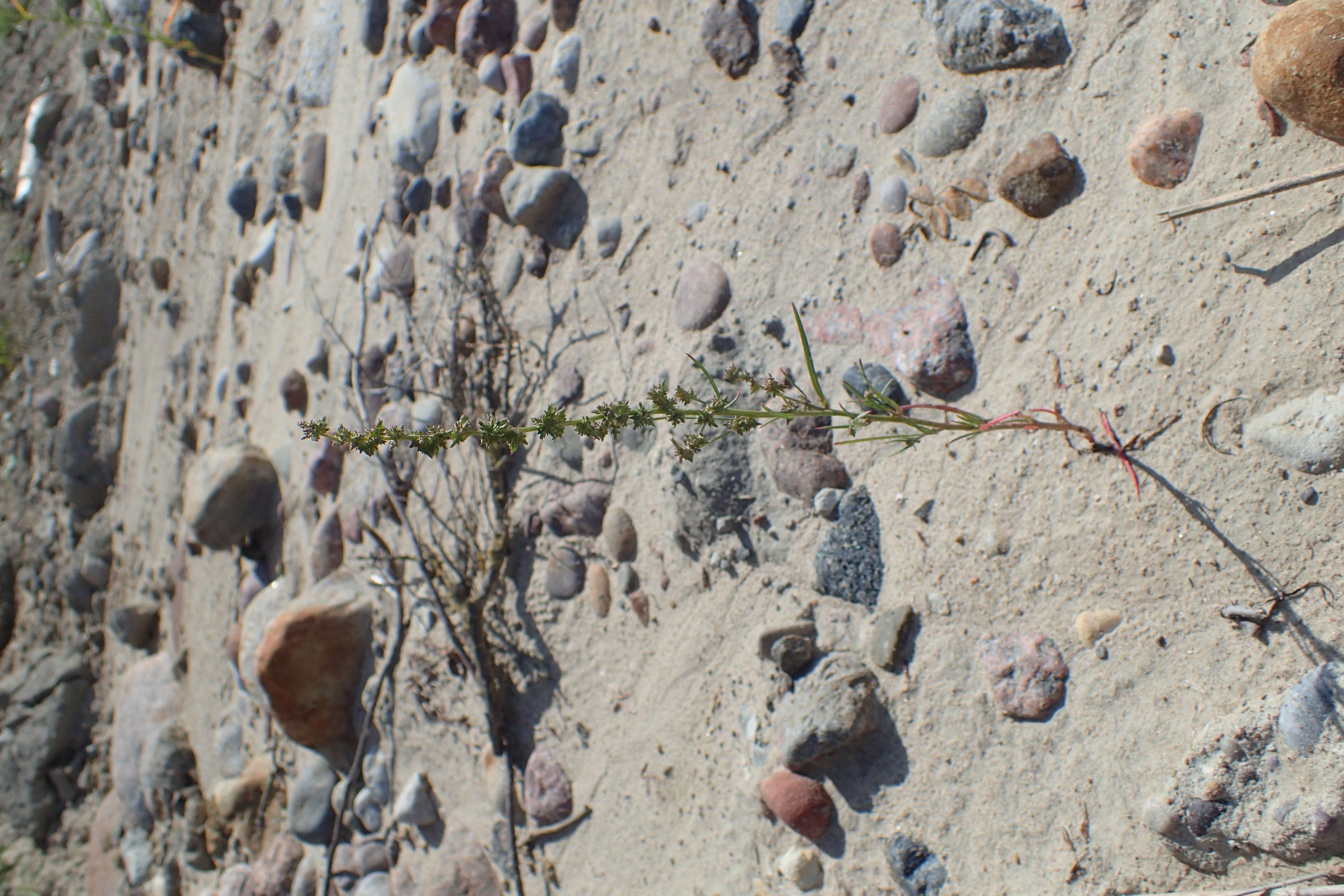 Image of Grass-leaved orache