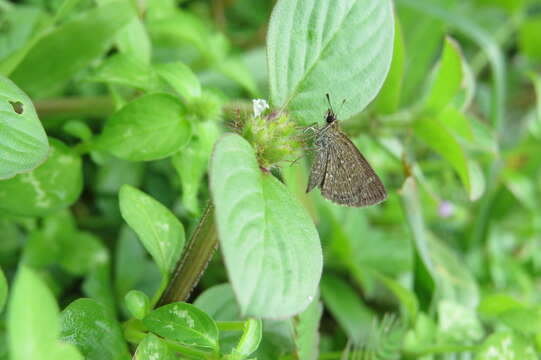 Image of Pygmy Scrub-hopper