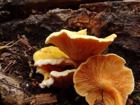 Imagem de Hygrophoropsis aurantiaca (Wulfen) Maire 1921