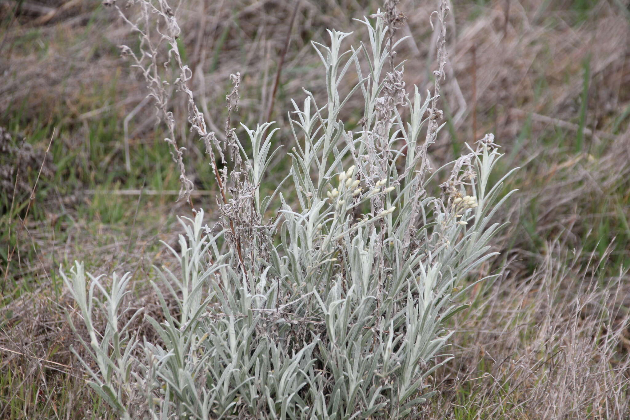 Слика од Pseudognaphalium