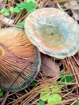 Image of Red Pine Mushroom