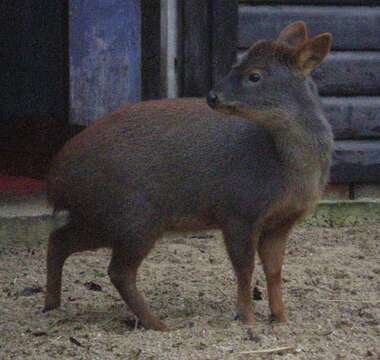 Image of Pudú