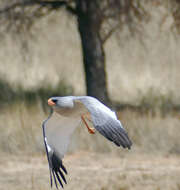 Image of Pale Chanting Goshawk