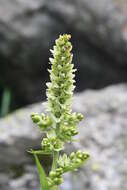 Image of European white hellebore