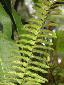 Image of sword ferns