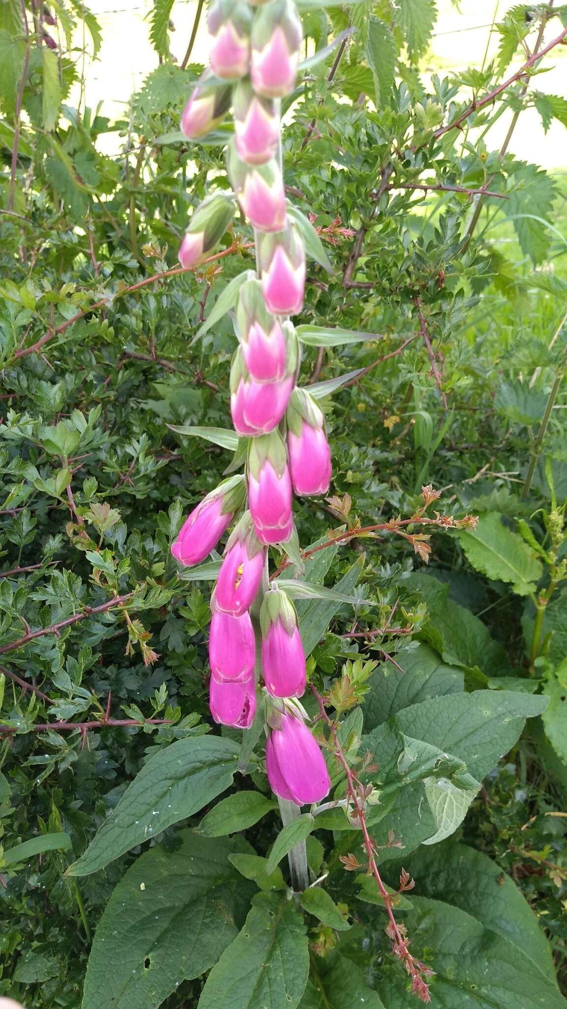 Imagem de Digitalis purpurea L.