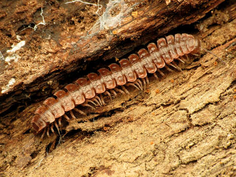 Image of Pseudopolydesmus