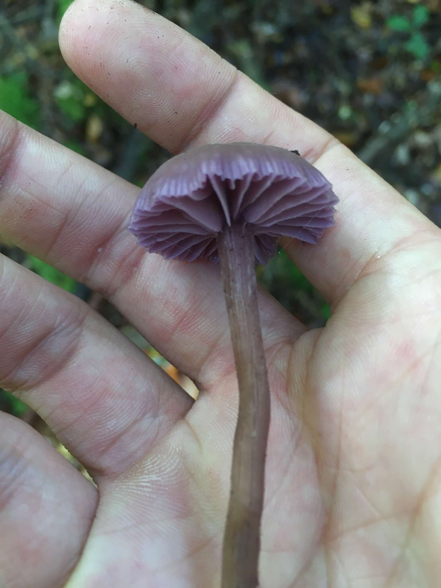 Image of Laccaria amethystina Cooke 1884