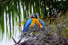 Image of Blue-and-yellow Macaw