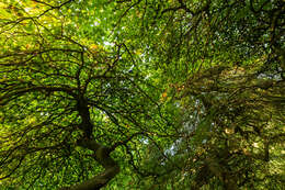 Image of Fagus sylvatica var. suentelensis