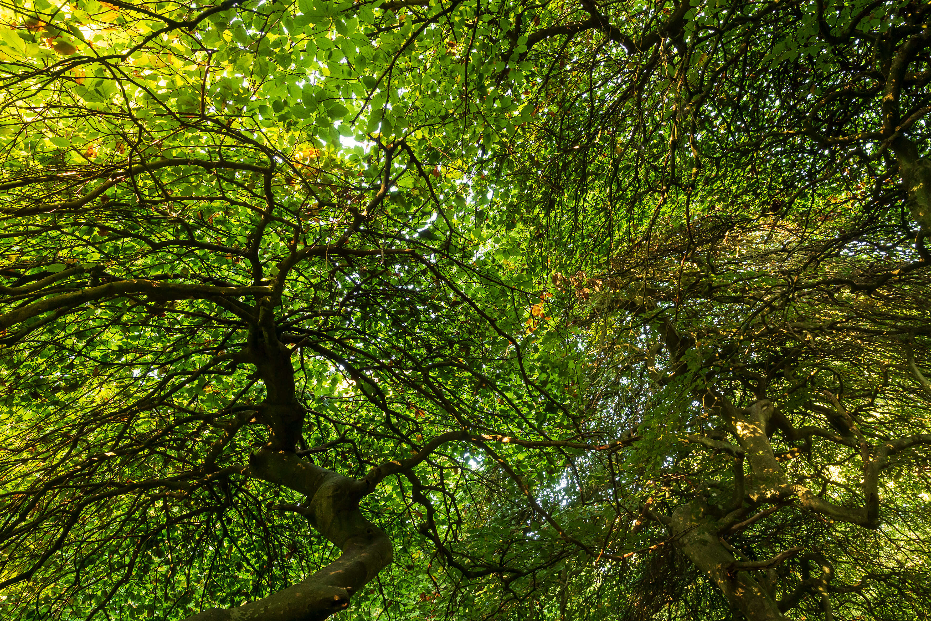 Image of Fagus sylvatica var. suentelensis