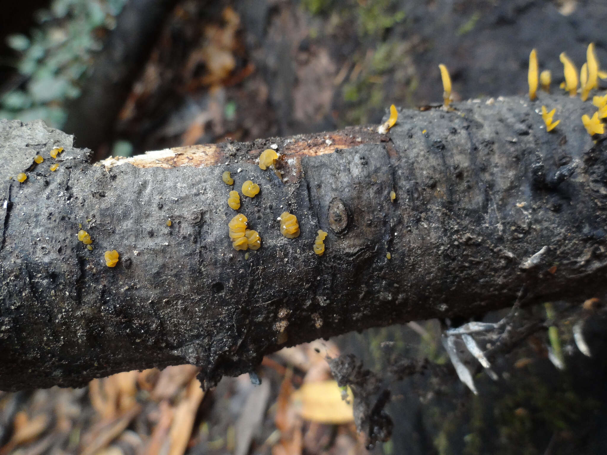 Image of Calocera cornea (Batsch) Fr. 1827