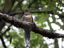 Imagem de Trogon elegans Gould 1834