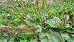 Image of Broadleaf Plantain