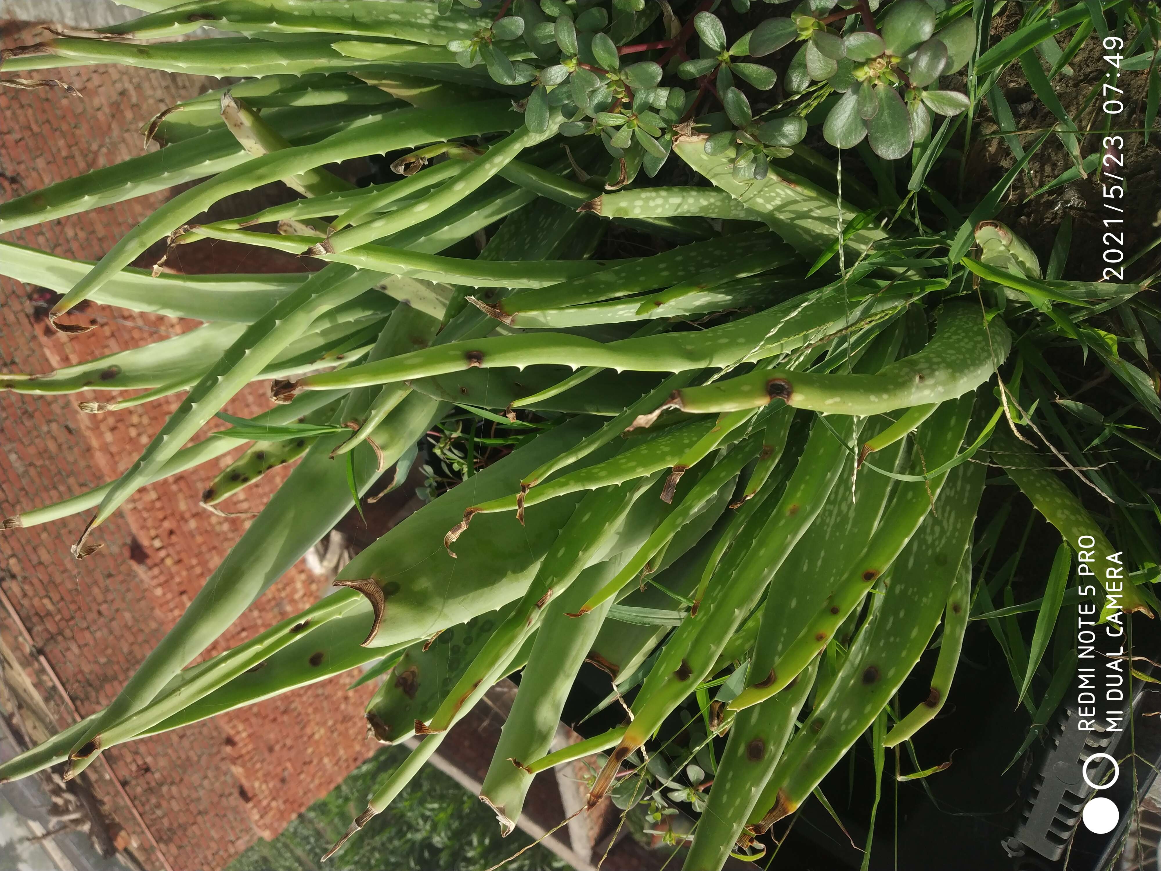 Image of Aloe vera