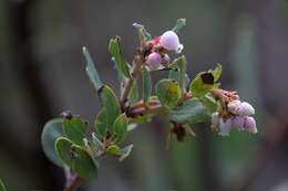 Image of Del Mar manzanita