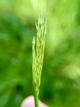 Image of small carpgrass