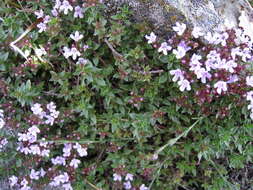 Sivun Thymus herba-barona Loisel. kuva