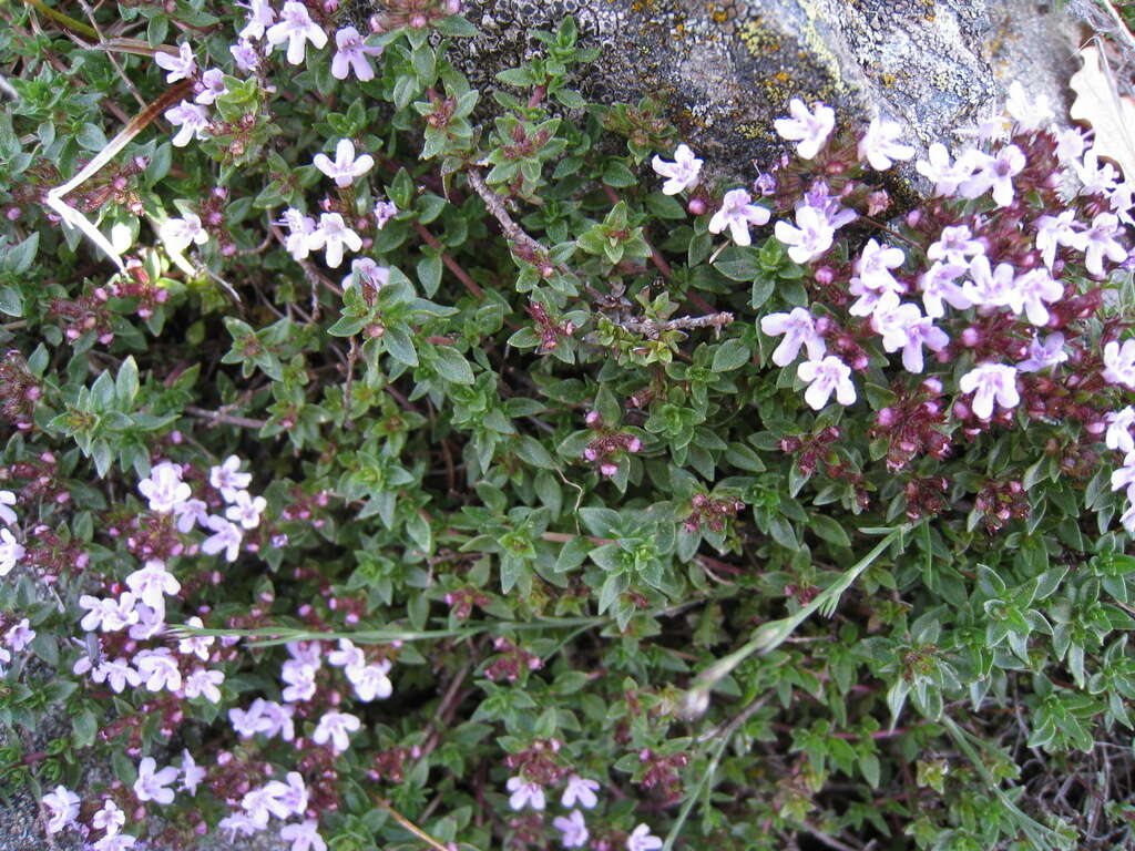 Sivun Thymus herba-barona Loisel. kuva