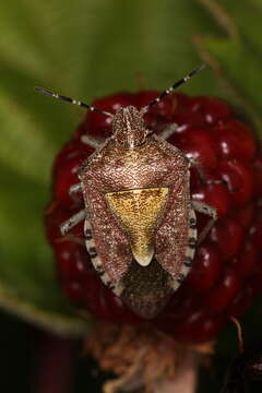 Image of sloe bug