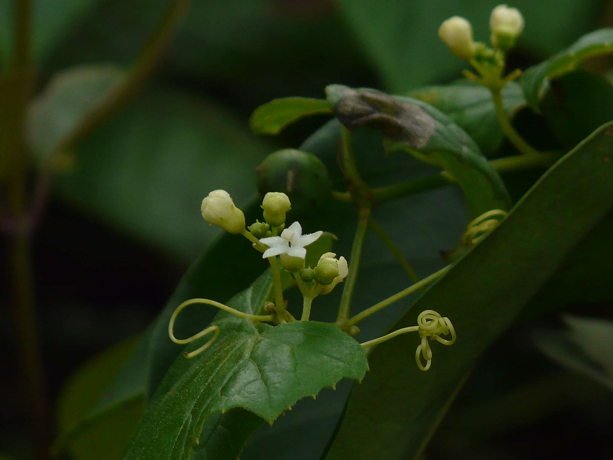 Sivun Zehneria scabra (L. fil.) Sond. kuva