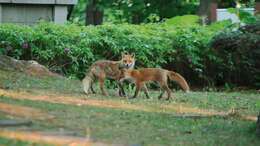 Image of Vulpes vulpes schrencki Kishida 1924