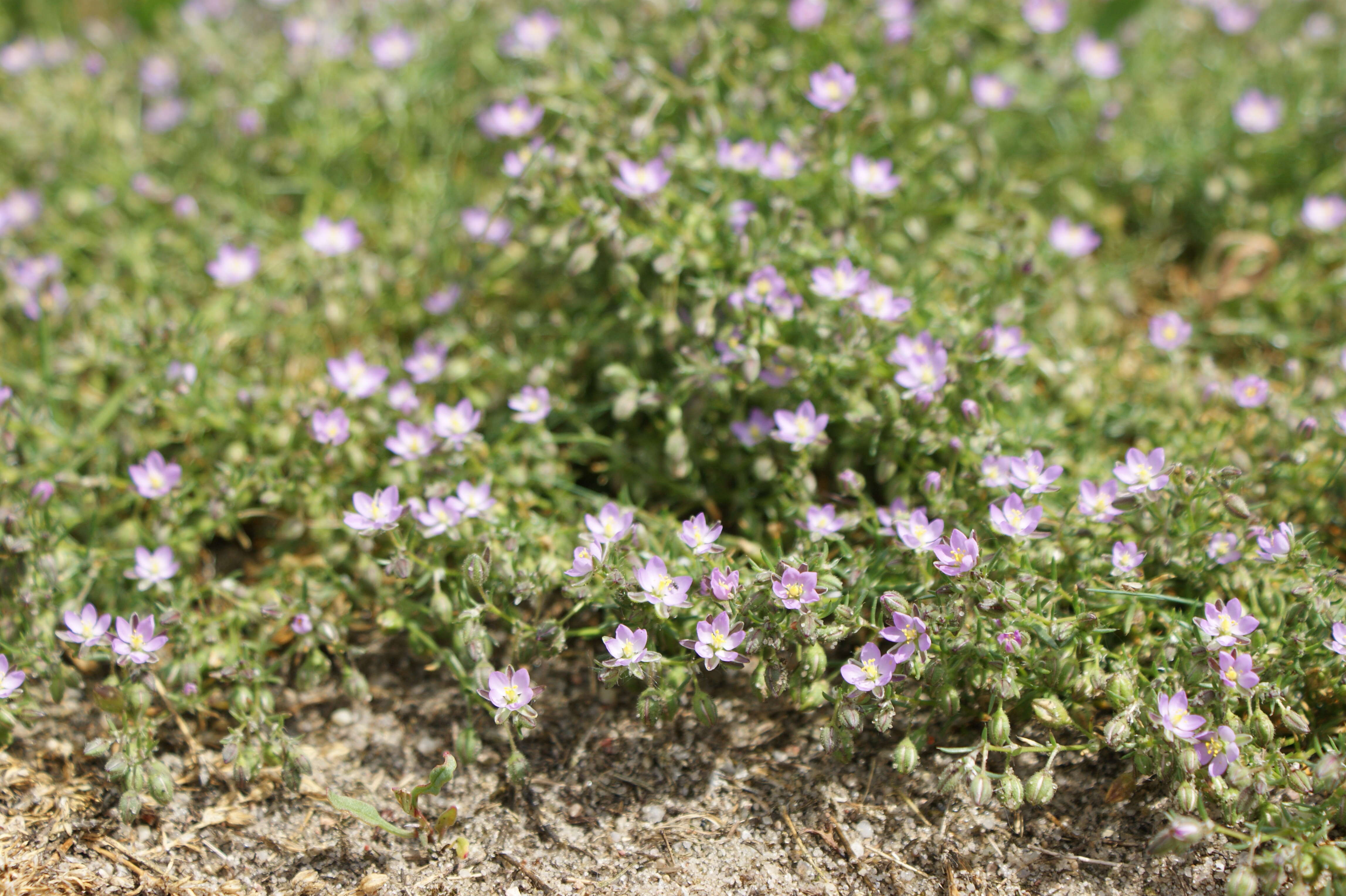 Image of red sandspurry