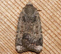 Image of Abagrotis variata Grote 1876