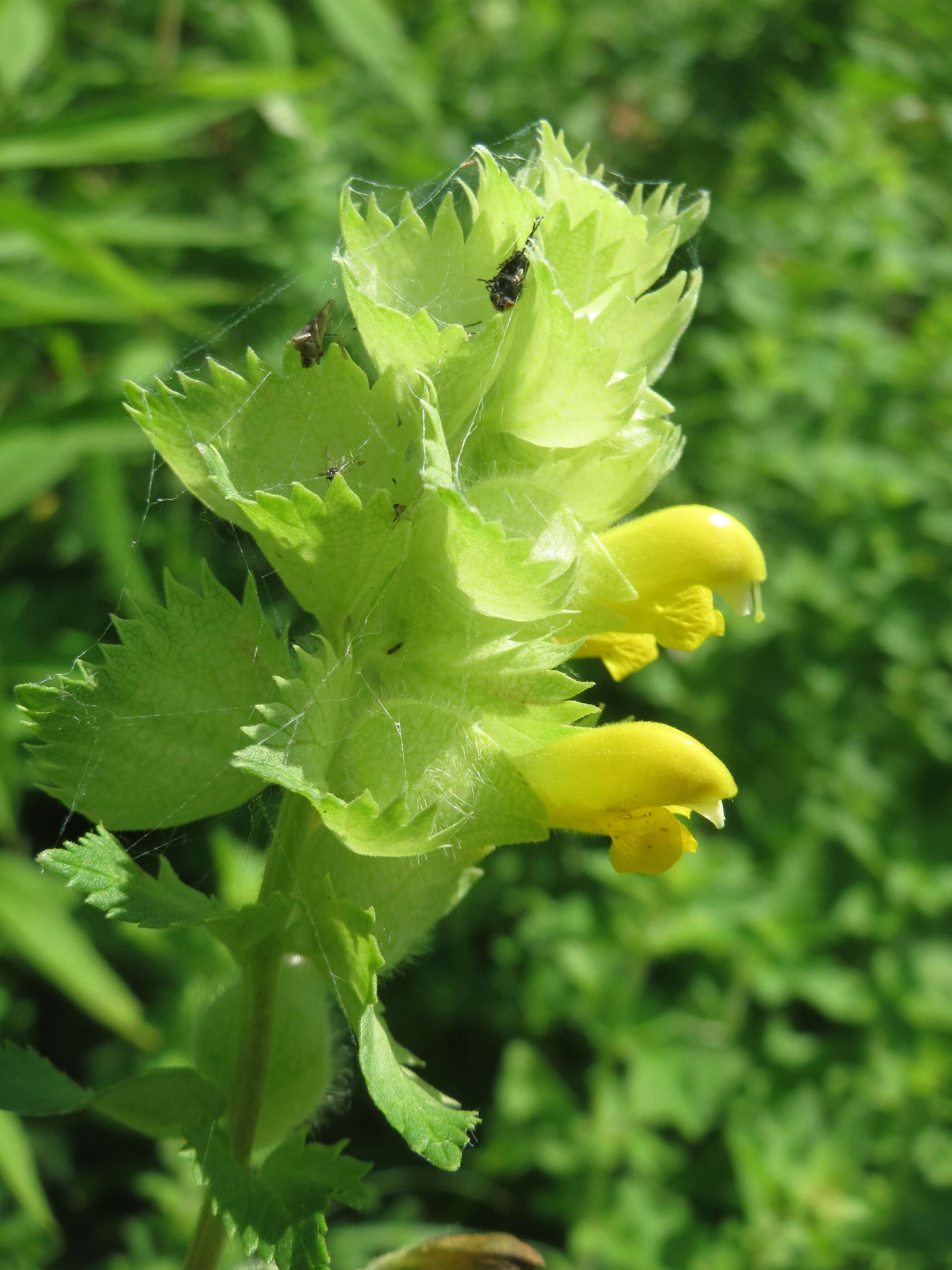 Image of European yellow rattle