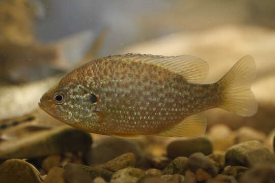 Image of Pumpkinseed