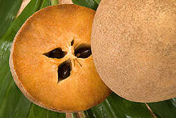 Image of sapodilla