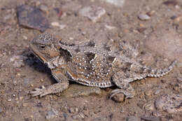 Image of Greater Short-horned Lizard