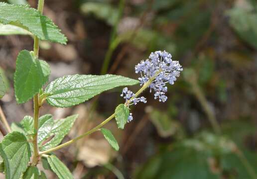 Image of Ceanothus caeruleus Lag.