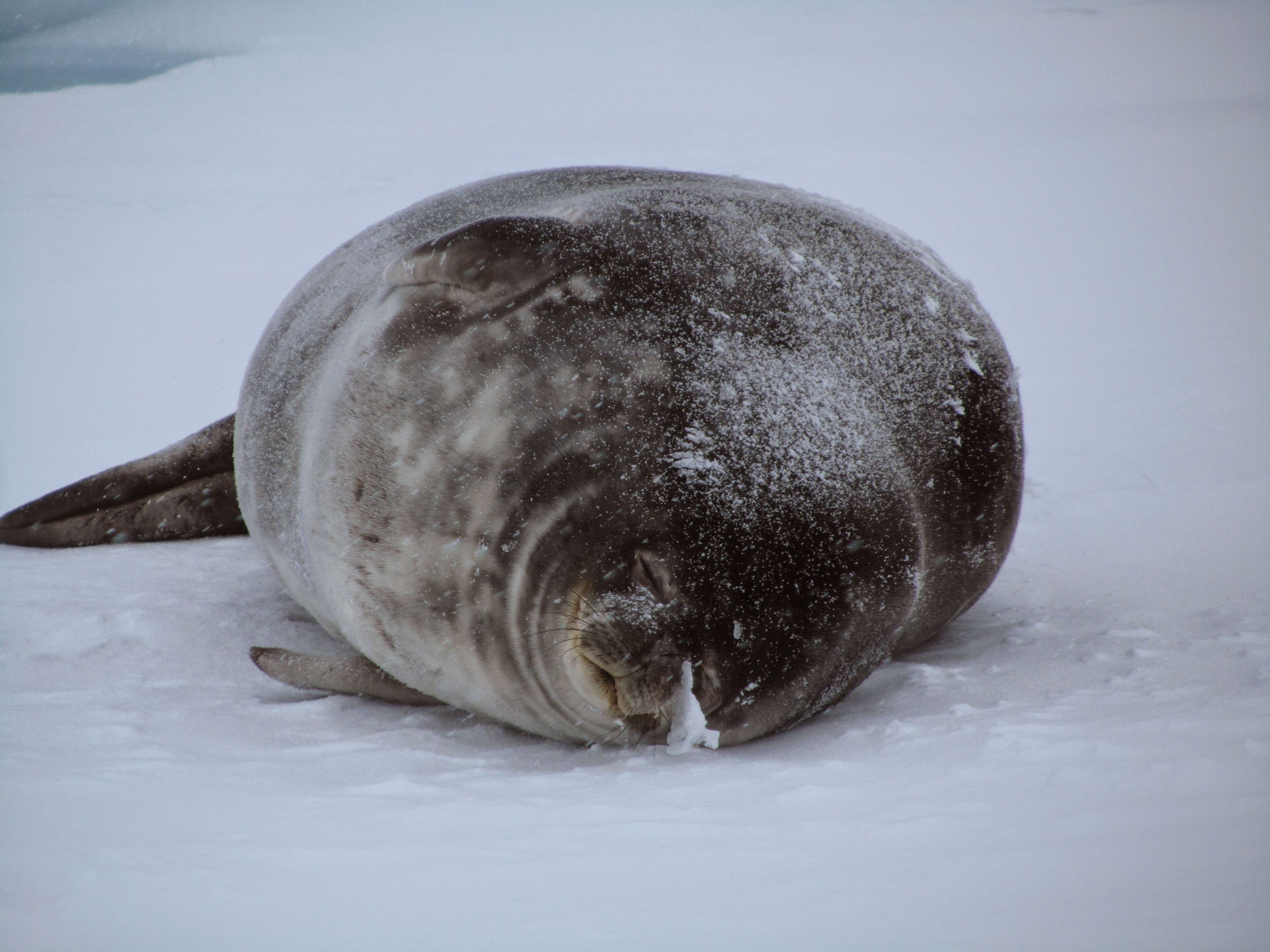 Image of Weddell seal