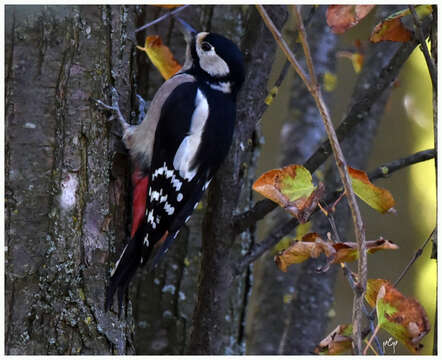 Image of Great Spotted Woodpecker