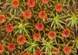 Image of Polytrichum moss