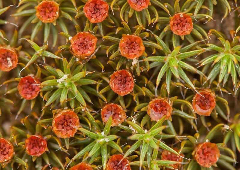 Image of Polytrichum moss