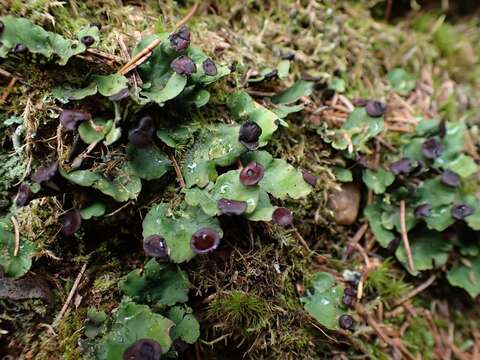 Слика од Peltigera venosa (L.) Hoffm.