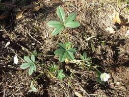 Imagem de Potentilla alba L.