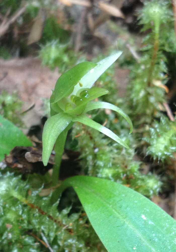 Imagem de Chiloglottis cornuta Hook. fil.