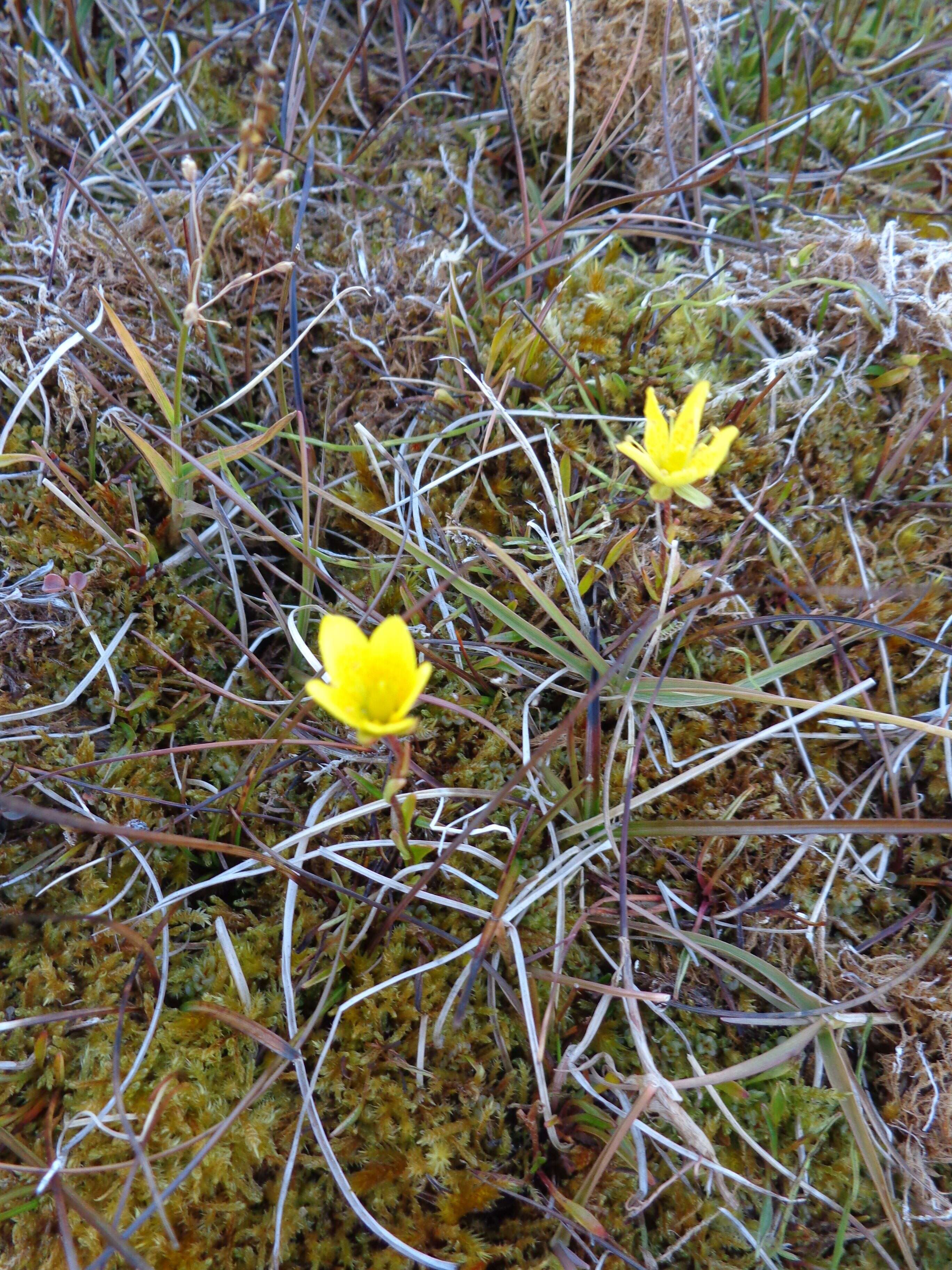 Image of broadsepal saxifrage