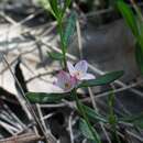 Image of milkwort boronia